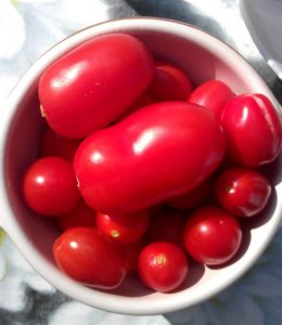 Tomatskörd